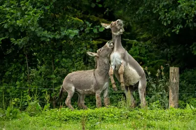 two animals standing next to each other in a field at Steigmatt Bauernhof- Erlebnis in Montlingen