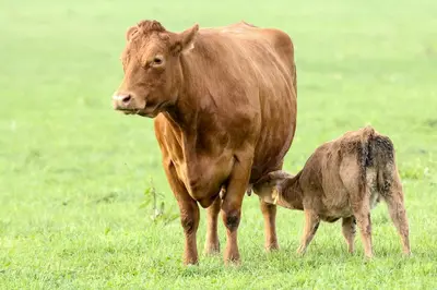 a brown cow and a baby calf standing in a field at Steigmatt Bauernhof- Erlebnis in Montlingen