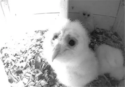 a white bird is sitting on a table at Steigmatt Bauernhof- Erlebnis in Montlingen