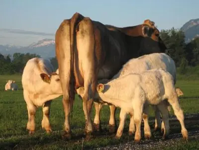 a group of cows standing in a field at Steigmatt Bauernhof- Erlebnis in Montlingen