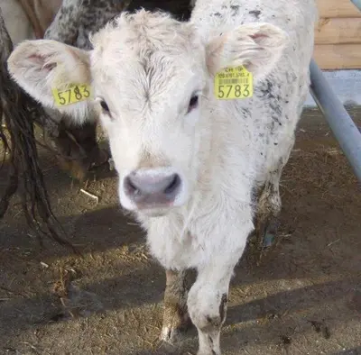 a white cow with yellow tags in its ears at Steigmatt Bauernhof- Erlebnis in Montlingen