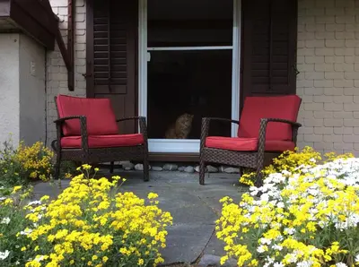 two red chairs and a cat looking out of a window at BnB Haag in Haag