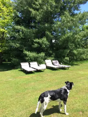 a black and white dog standing in the grass at Schloss Brunnegg in Kreuzlingen