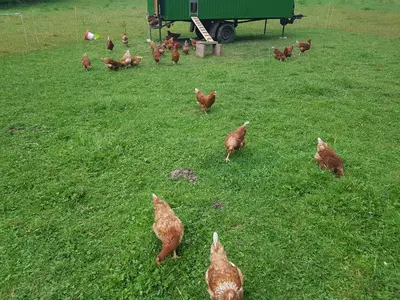 a group of chickens walking in the grass at Bio Hof Moosburg am See mit Sauna in Güttingen