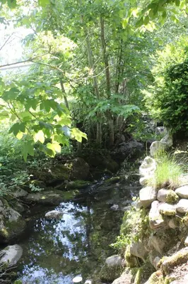 a stream of water with rocks and trees at Ferienwohnung Haus am Bach in Toggenburg in Wildhaus