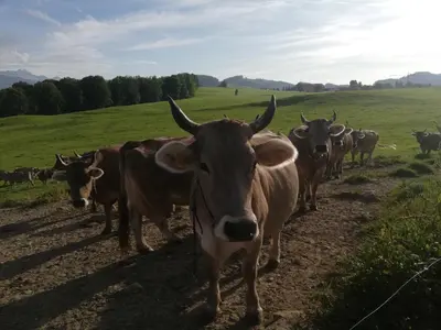 a herd of cows walking down a dirt road at Billenberghof in St. Gallen