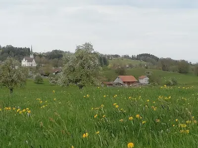 a field of grass and flowers in a field at Billenberghof in St. Gallen