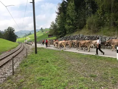 a herd of cows walking down a road at Appenzellerland - Ferienhaus 