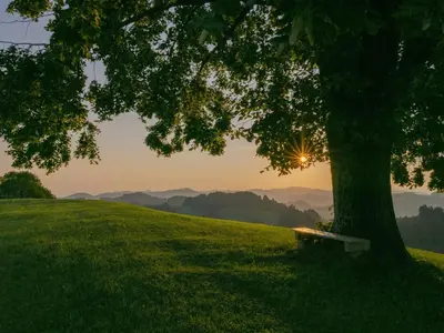 a bench under a tree in a field with the sunset at Vegan Health Hotel Sonnenberg in Schwellbrunn