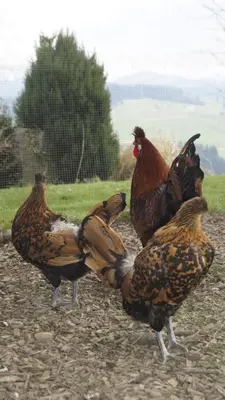 a group of chickens standing in the dirt at Gästehaus Aemisegg in Sankt Peterzell