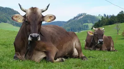 two cows laying in the grass in a field at Gästehaus Aemisegg in Sankt Peterzell