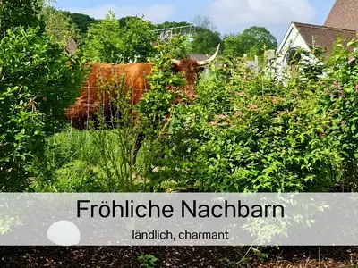 a cow standing in the middle of a field at Ferienhausträume Oase Bodensee in Kreuzlingen