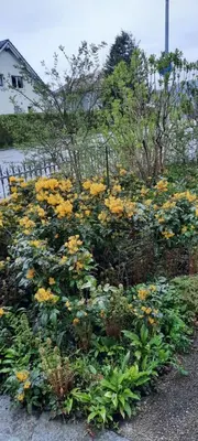 a bunch of yellow flowers in a garden at Ferienwohnung Florida in Stein