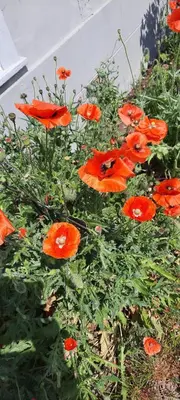 a group of red poppies in a field at Ferienwohnung Florida in Stein